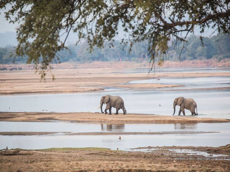 South Luangwa, Zambia