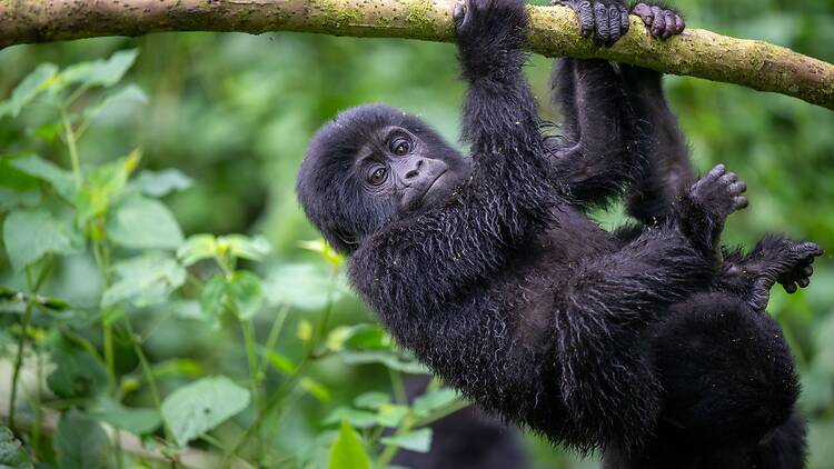 Bwindi, Uganda