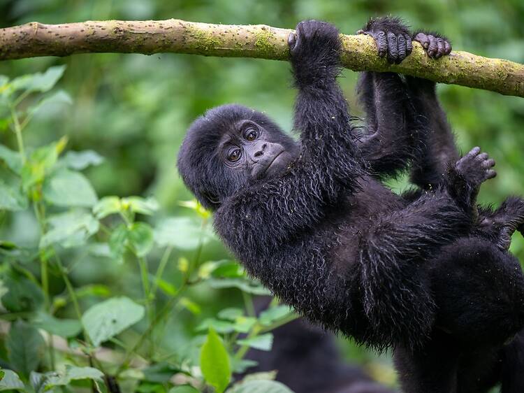 Bwindi, Uganda
