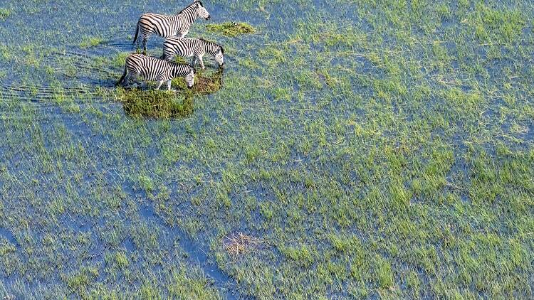 Okavango Delta, Botswana