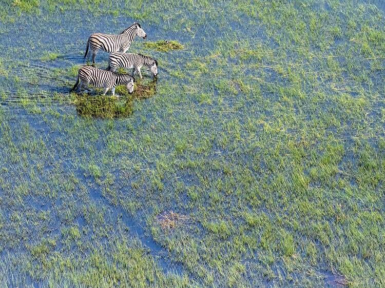 Okavango Delta, Botswana