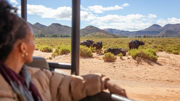 Aquila Private Game Reserve, South Africa