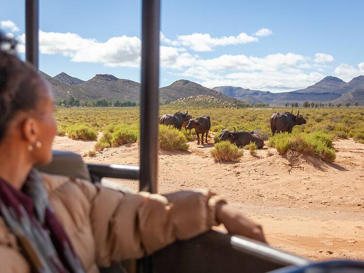 Aquila Private Game Reserve, South Africa