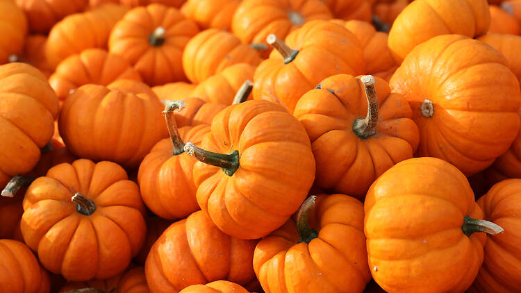 Stack of pumpkins at a patch