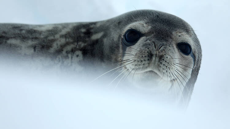 Ballenas, focas, pingüinos... Ballenas, focas, pingüinos...