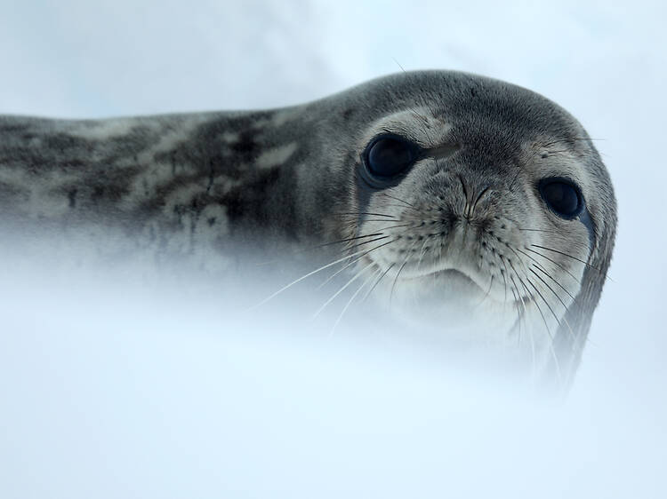 Ballenas, focas, pingüinos... Ballenas, focas, pingüinos...