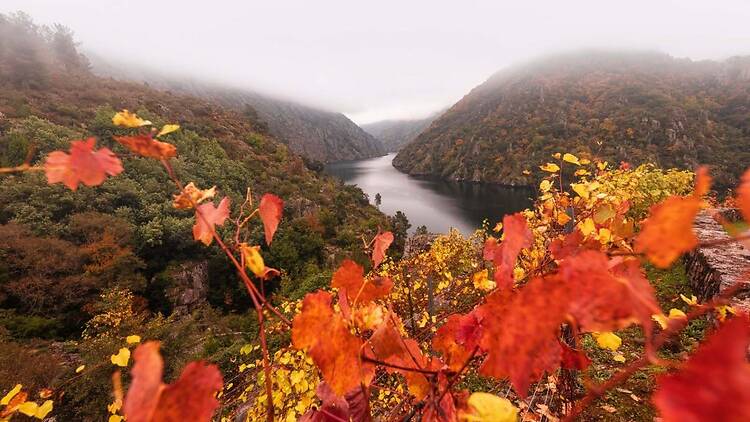 Ribeira Sacra (Lugo y Orense) Ribeira Sacra (Lugo y Orense)