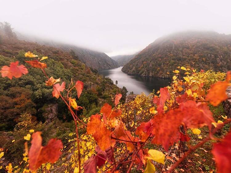 Ribeira Sacra (Lugo y Orense) Ribeira Sacra (Lugo y Orense)
