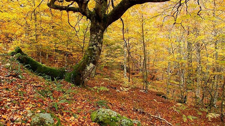 Hayedo de Montegrande (Asturias) Hayedo de Montegrande (Asturias)