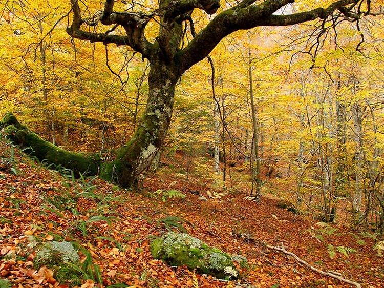 Hayedo de Montegrande (Asturias) Hayedo de Montegrande (Asturias)