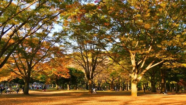 代々木公園 代々木公園