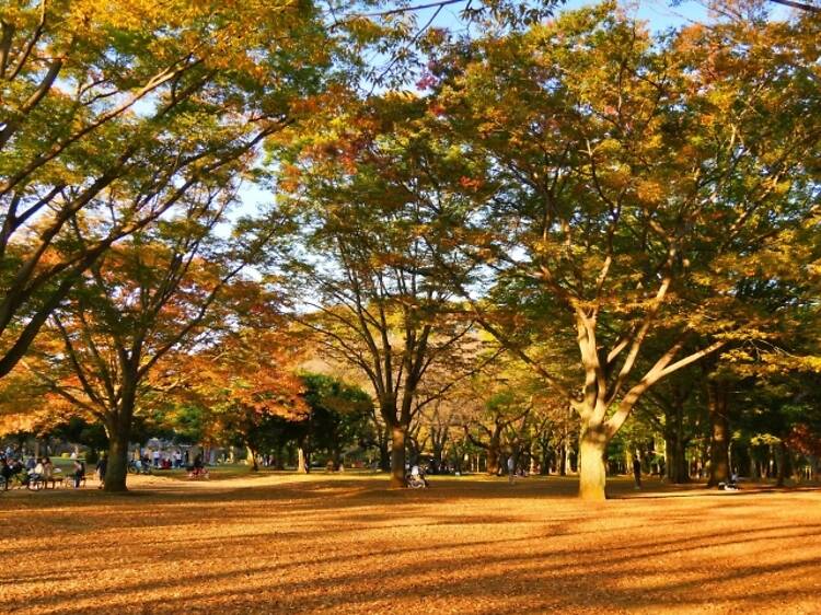 代々木公園 代々木公園
