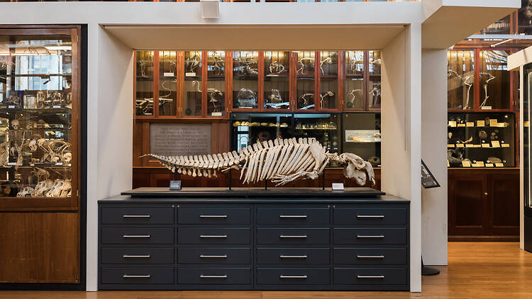 UCL Grant Museum of Zoology