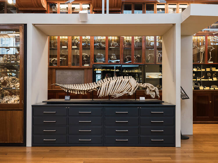 UCL Grant Museum of Zoology