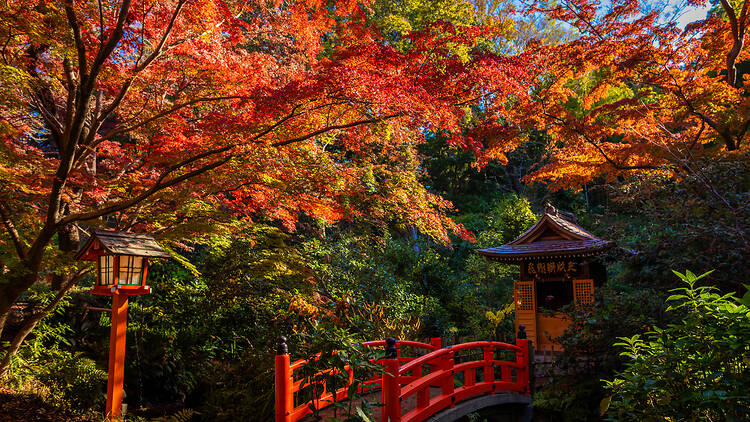 Todoroki Valley Todoroki Valley