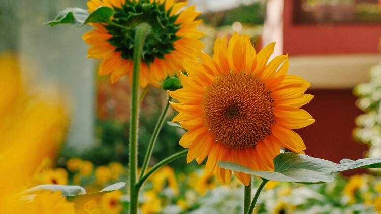 Sunflower Surprise Sunflower Surprise
