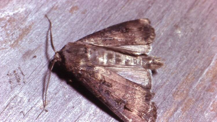  Bogong moth