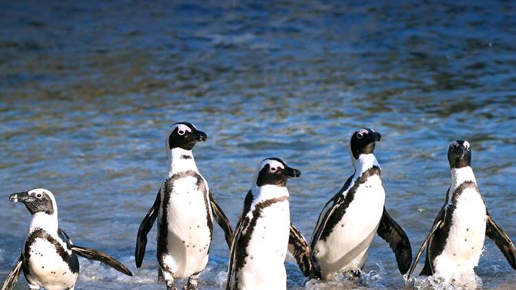 The penguin colony at Boulders Beach