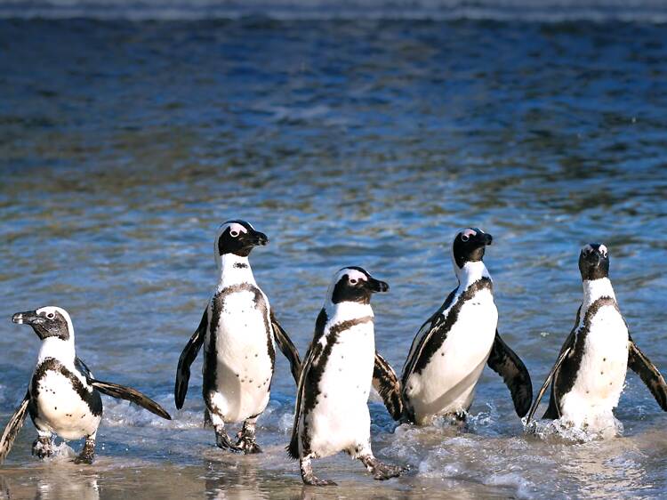 Tintswalo Collection is taking guests beyond the Cape’s pretty pictures