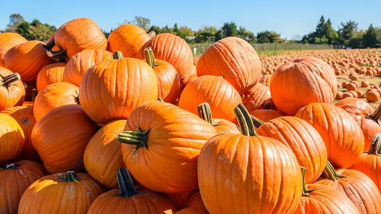 Pile of pumpkins at a pumpkin patch