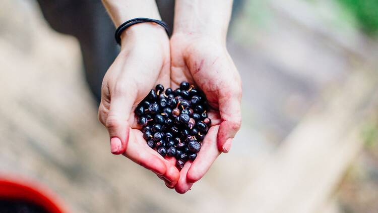 Berries: Finland’s free forest superfood
