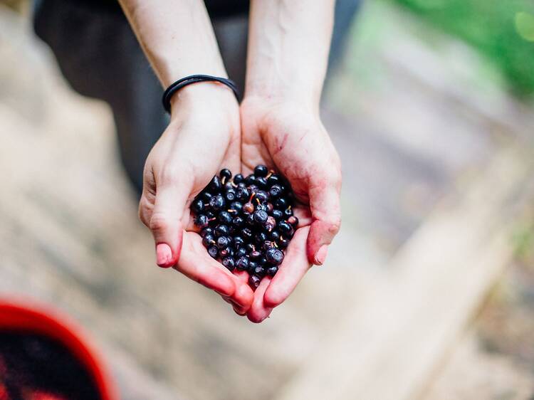 Berries: Finland’s free forest superfood