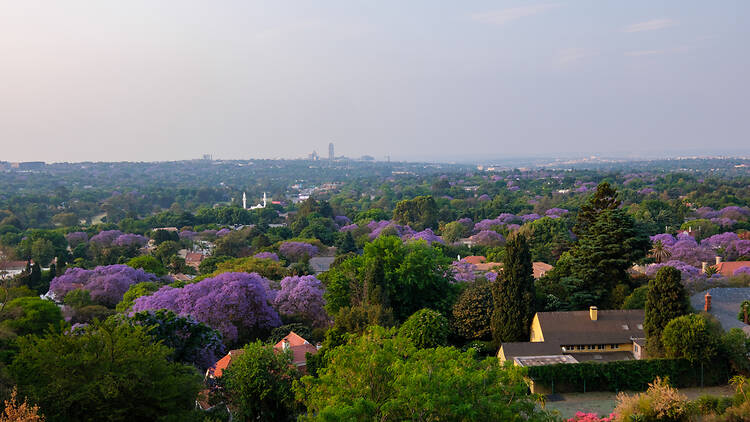 A landscape view of the Sandton skyline with Jacaranda trees, which are in full bloom during the months of October and November Jacaranda Trees in full bloom