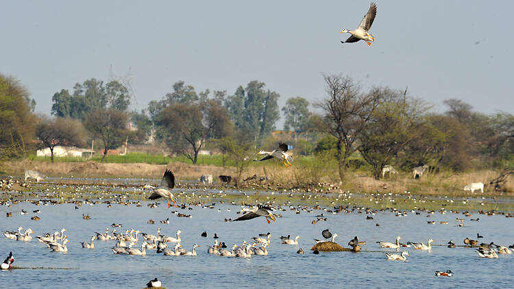Sultanpur National Park Sultanpur National Park