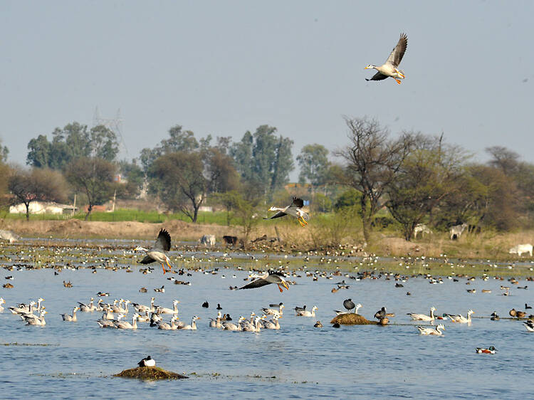Sultanpur National Park Sultanpur National Park