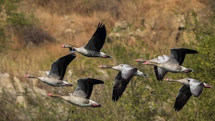 Asola Bhatti Wildlife Sanctuary Asola Bhatti Wildlife Sanctuary