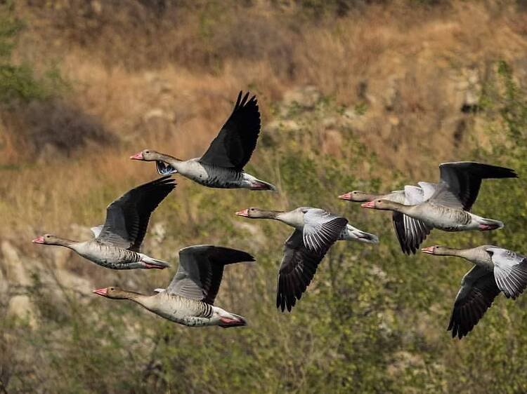 Asola Bhatti Wildlife Sanctuary Asola Bhatti Wildlife Sanctuary