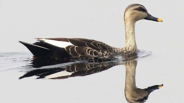 Okhla Bird Sanctuary Okhla Bird Sanctuary