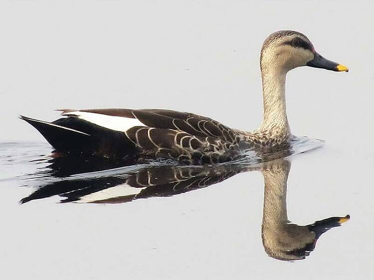 Okhla Bird Sanctuary Okhla Bird Sanctuary