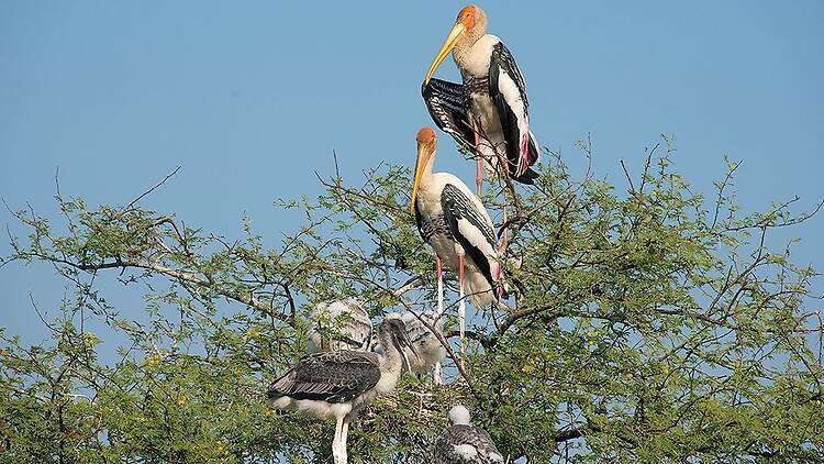 Keoladeo National Park (formerly Bharatpur Bird Sanctuary) Keoladeo National Park (formerly Bharatpur Bird Sanctuary)