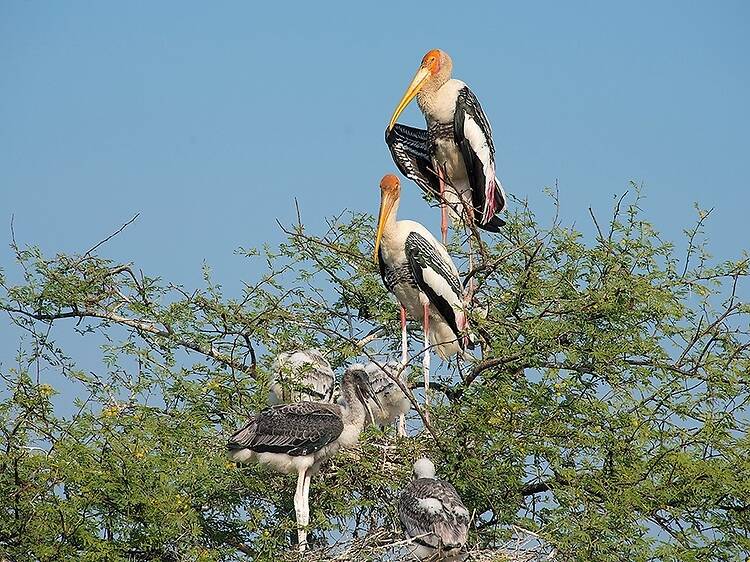 Keoladeo National Park (formerly Bharatpur Bird Sanctuary) Keoladeo National Park (formerly Bharatpur Bird Sanctuary)