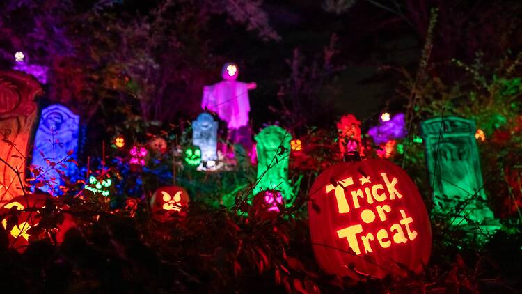 Head to the zoo for pumpkins galore