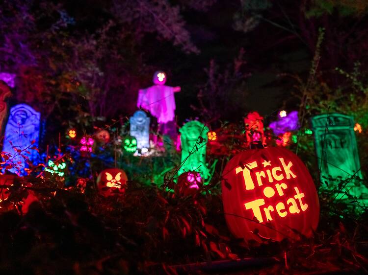 Head to the zoo for pumpkins galore