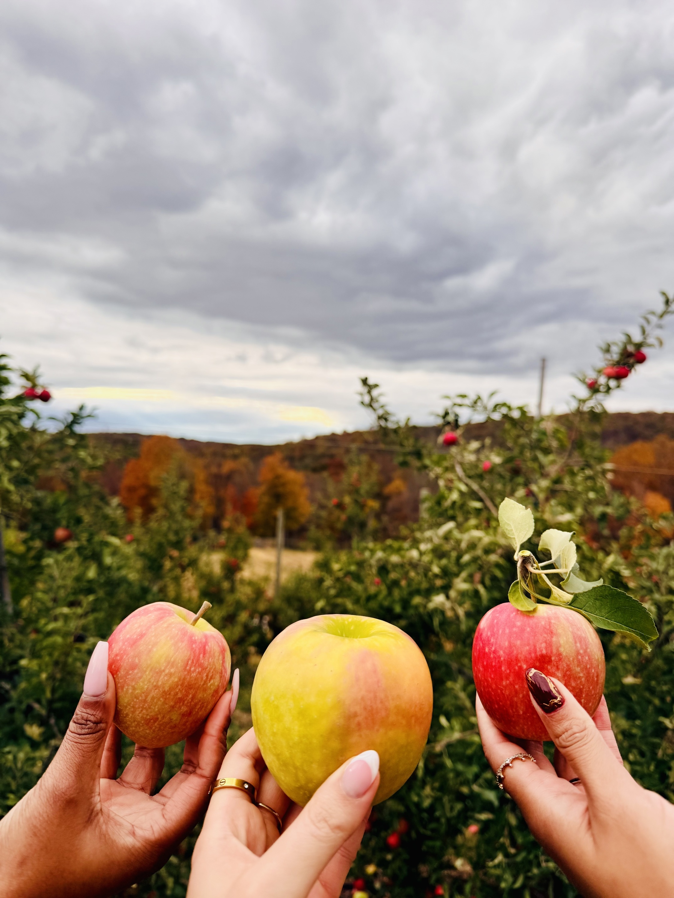 19 Farms and Orchards for Apple Picking Near NYC