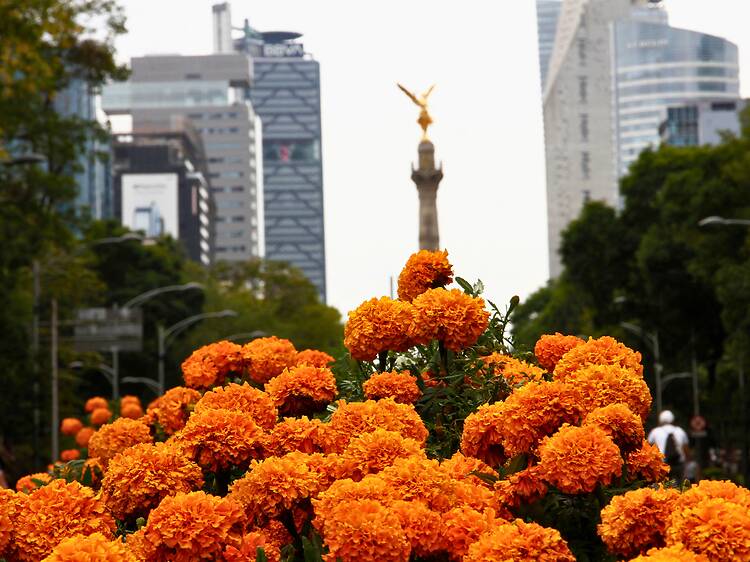 Ve por tus flores de cempasúchil a este festival en Reforma