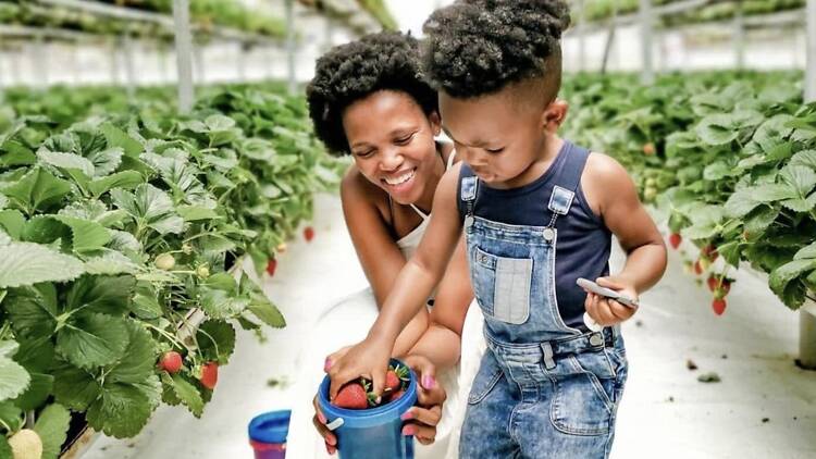 Picking berries at Mac Fresh Deli & Berry Farm makes for a cute bonding session for families. Picking berries at Mac Fresh Deli & Berry Farm makes for a cute bonding session for families.