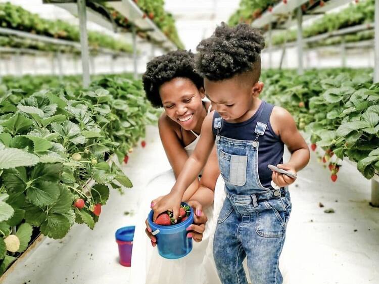 Where to pick berries in Johannesburg this summer Where to pick berries in Johannesburg this summer
