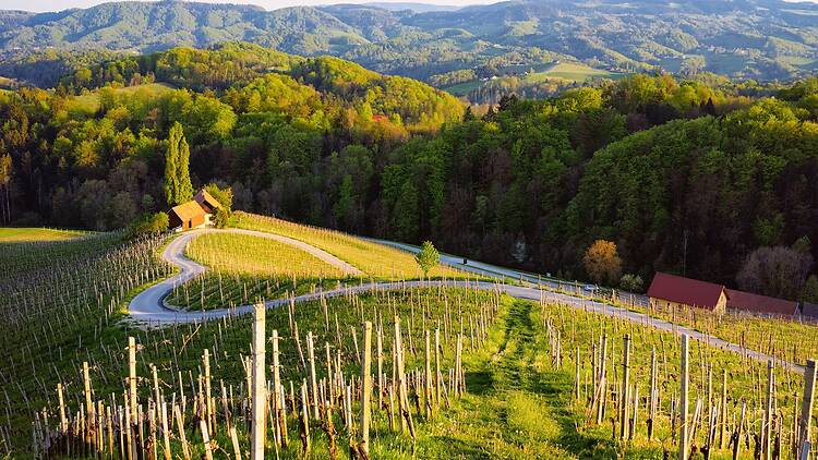 Famous heart shape wine road among vineyards in Slovenia Famous heart shape wine road among vineyards in Slovenia