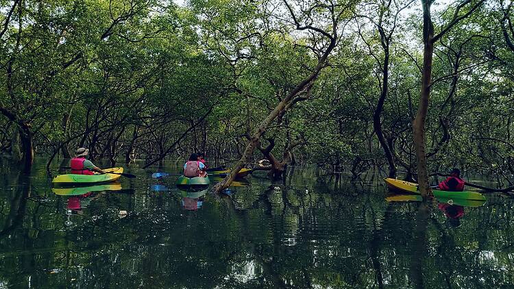 Mangrove Kayaking