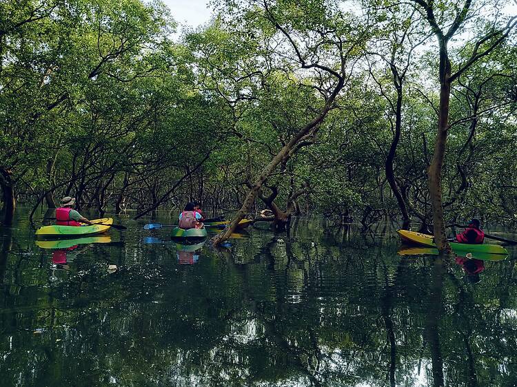Mangrove Kayaking