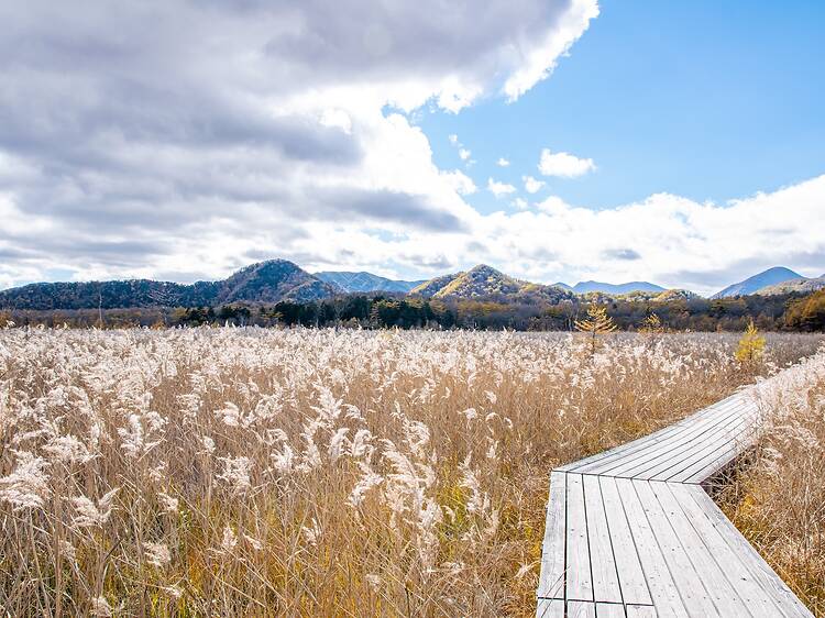 Senjogahara, Tochigi Senjogahara, Tochigi