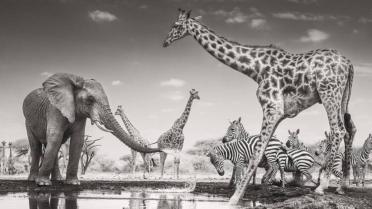 Wildlife Photographer of the Year 2026 Wildlife Photographer of the Year 2026