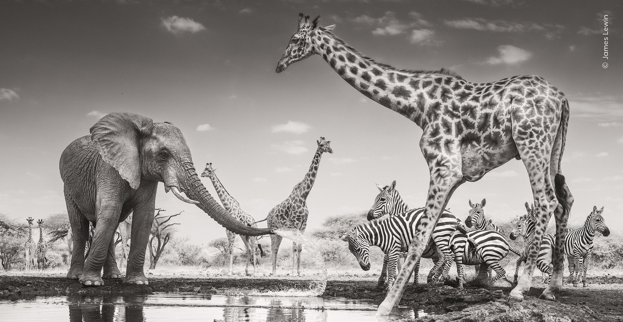timeout.com - Liv Kelly - In pictures: The winning shots from the Wildlife Photographer of the Year 2026