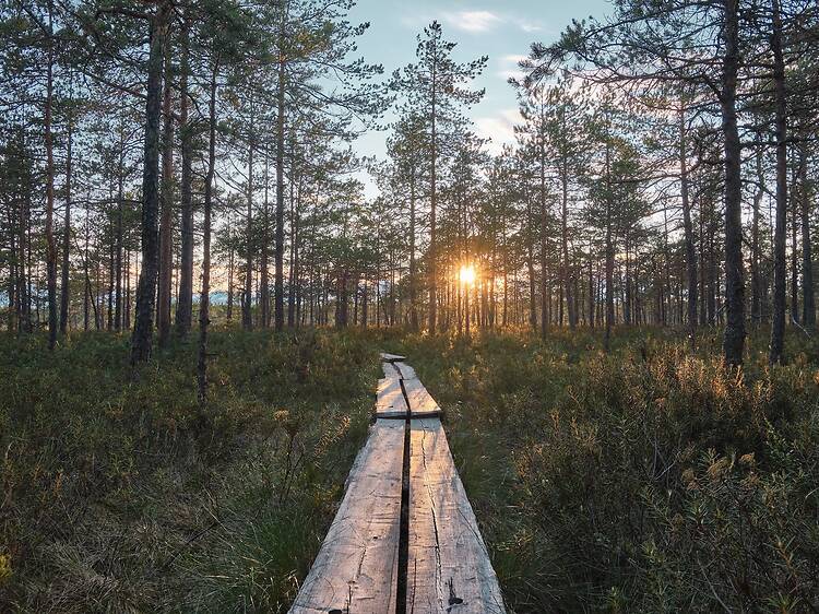 The ‘world’s quietest festival’ just launched in Finland and nature is the headliner