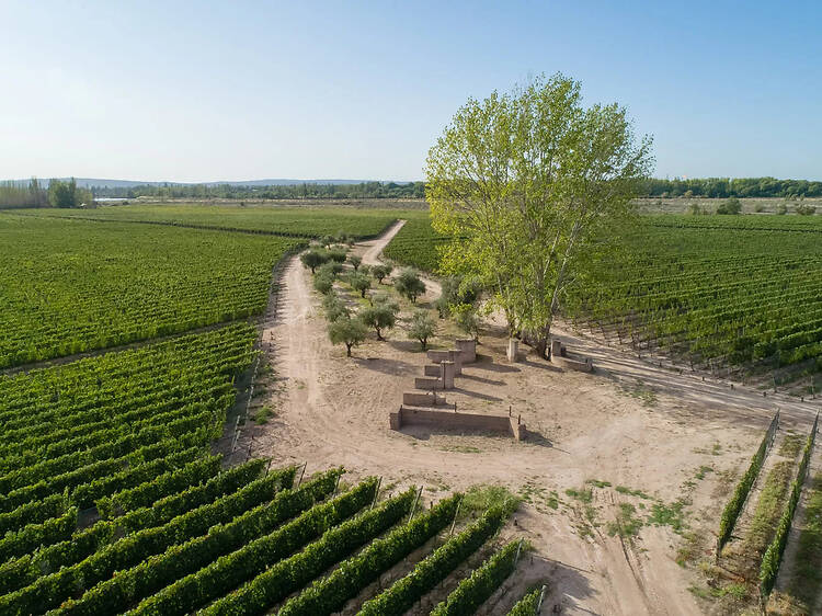 Finca Bandini: Wine, History and the Sound of Water Finca Bandini: Wine, History and the Sound of Water