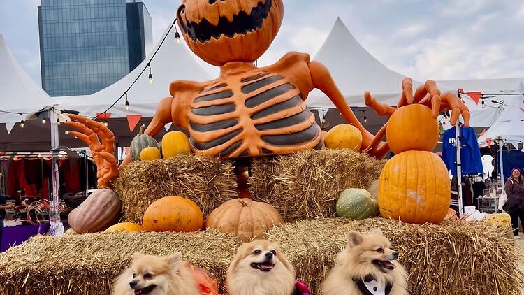 Pumpkin Zone Pumpkin Zone